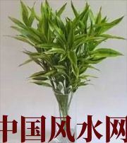 安阳十二生肖养什么植物最旺财运？你知道吗！